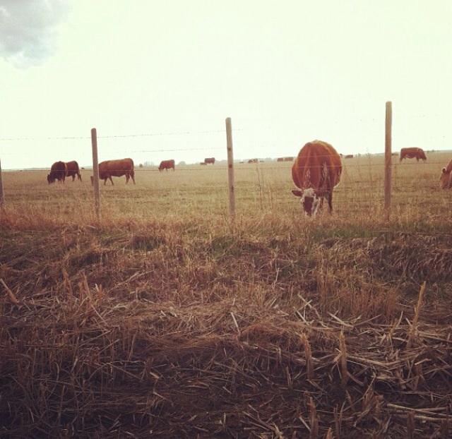 Beefloverblaire's tweet photo. Take me back to summer on the farm! I'm getting sick of this season we call winter.... #summer #cows #ACCaggies http://t.co/Z85gpm4BGd