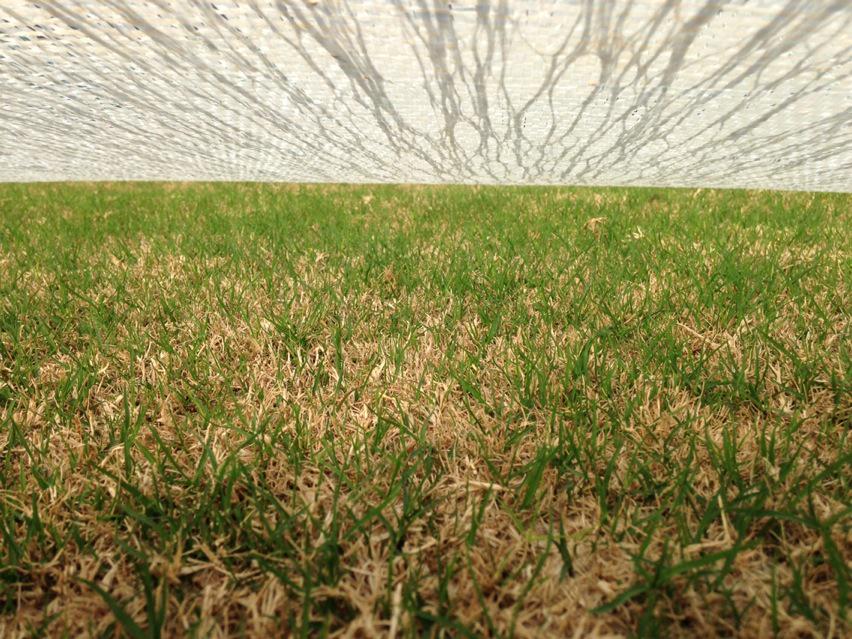 TXGroundsCrew's tweet photo. Yup folks, our dormant sod is waking up beautifully. #RiseAndShine #BlanketsWork #Latitude36 http://t.co/tfJSPtMFG2