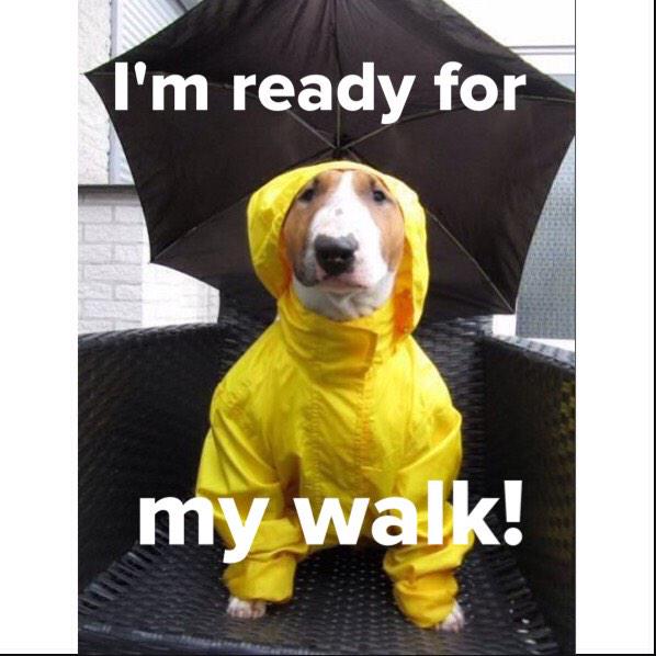 PetsDiscounts's tweet photo. Stay dry on this rainy Friday! #HappyFriday http://t.co/ZPsvsp4nv2