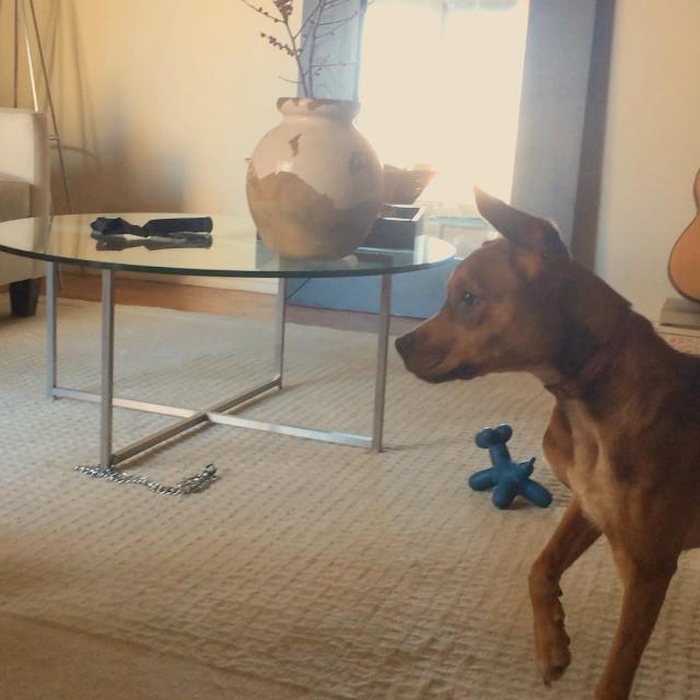 NickJoeColeman's tweet image. Who knew #MrBubble was a #puppy favorite? Is this #dog #happy or sad? #cute Click to Watch: ift.tt/1uwL2gT