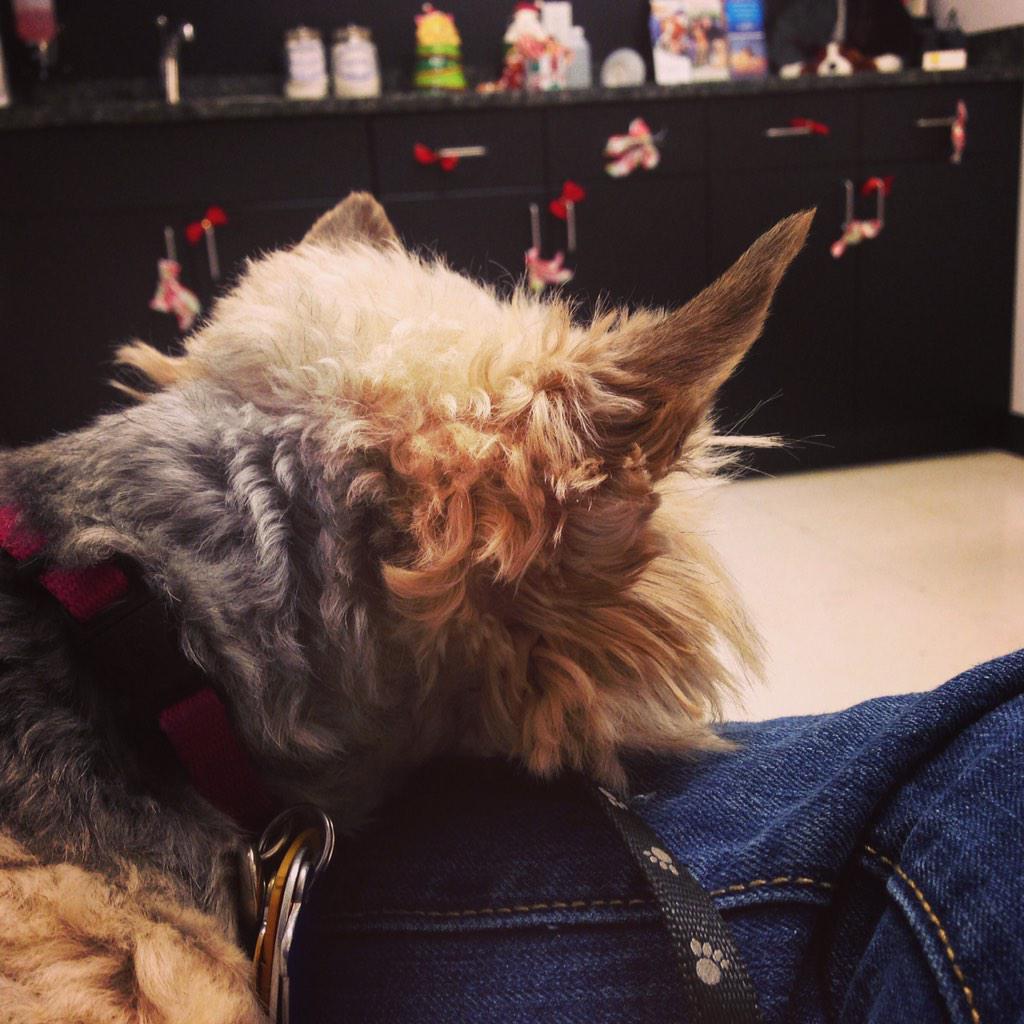sfmaggiemae's tweet photo. At the vet today, I have what may be a mammary tumor!! 😱 Surgery next week, wish me luck! http://t.co/FweY9YJw5X