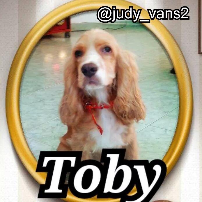 Judy_vans2's tweet photo. Hola a todos!! Ayudenme a encontrar a mi perrito,  se extravío en el barrio san carlos, gracias @Ubicandote 😭😭 http://t.co/OjEprPsWq0