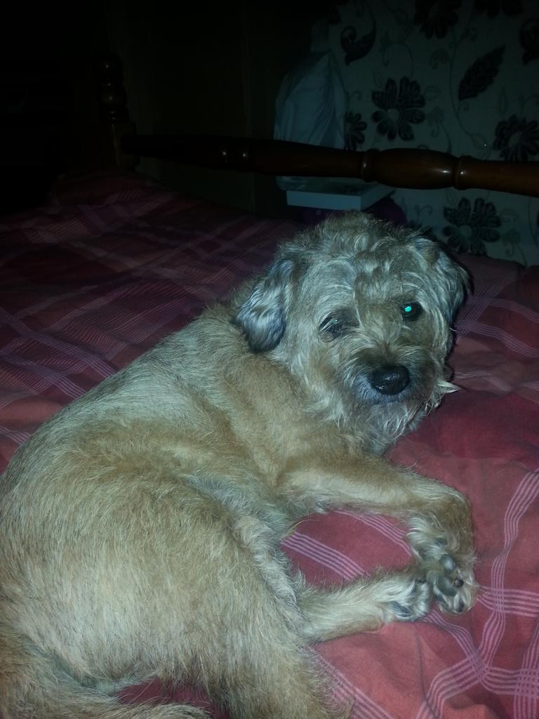 Max_the_Mutt's tweet photo. Please Daddy (@me_not_animal) , can I just sleep here tonight? http://t.co/FUH98MEtmu