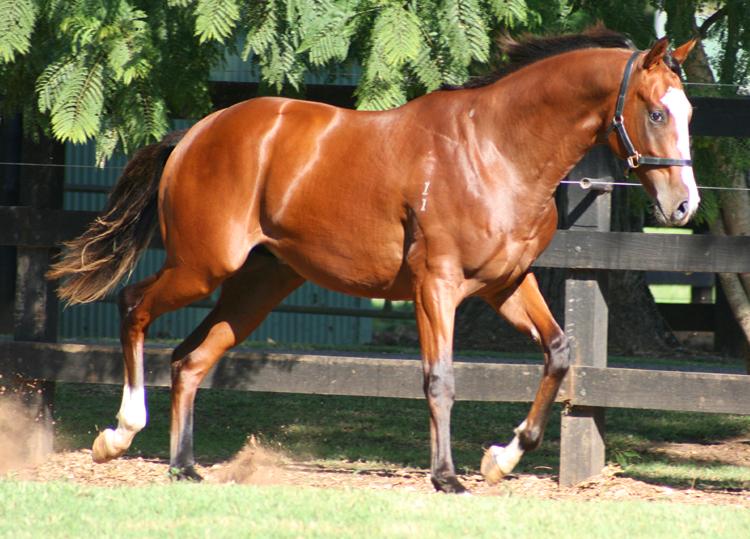Darby_Racing's tweet photo. CONGRATULATIONS to our owners of SNITZELWOOD winning r2 Albuy for new trainers @lindsayparkrace all the way win! http://t.co/L68FqRVaTx