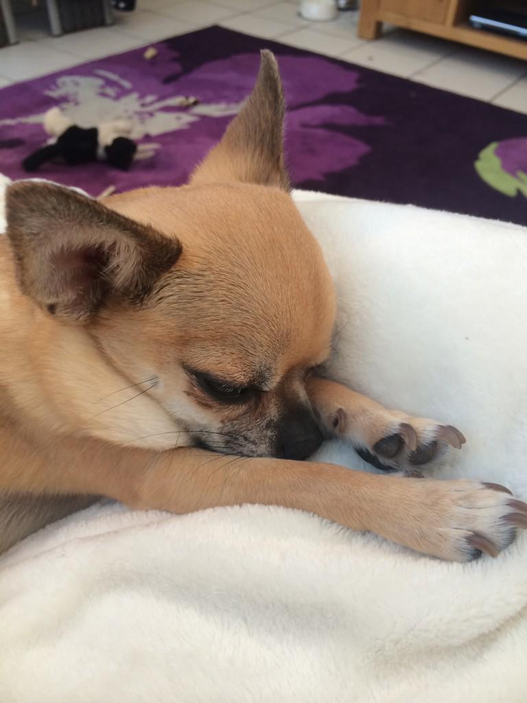 ReevesMelody's tweet photo. Love my pup so cute😍🐶 #stewie http://t.co/dohTm22cGp