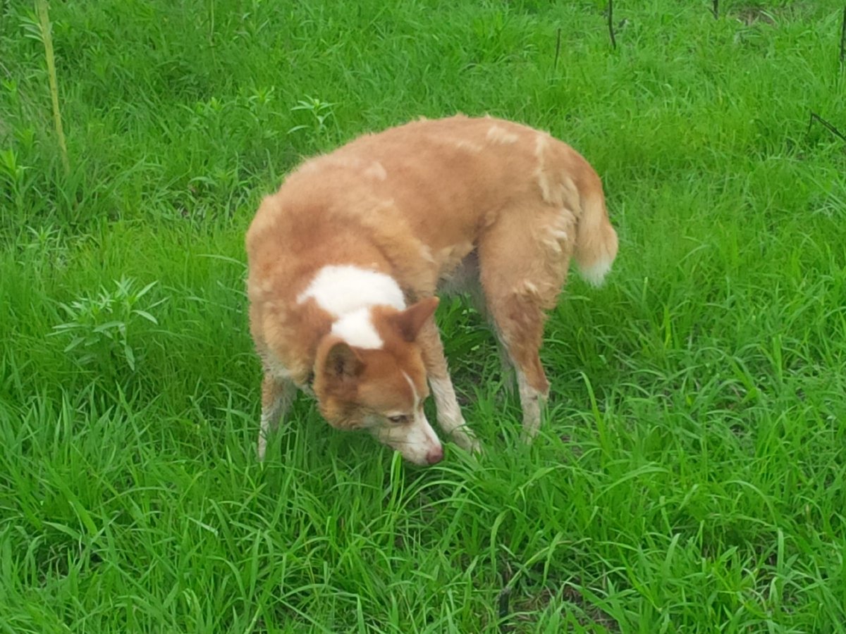 simmentalsussex's tweet image. Rusty playing in the green grass. #goodrain