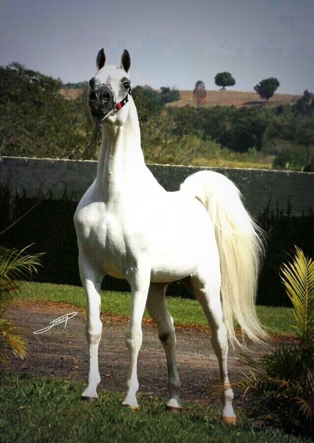 ArbHorses's tweet photo. @f1waz أعز و أغلا ما أملكنه يديني 
قب الحوافر نادرات الوصايف 
هذي غنايم ما تعـّنه يميني 
و قلايع أجدادي بحدب الرهايف http://t.co/QzVJYt9pnr