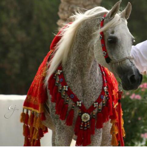 ArbHorses's tweet photo. لآهنت يامن ضفتني في حسابك 
شرفت ماكلفت ضغطة اصابعك

أقولها من قلب صادق هلآبك 
هذا شرف أني أضفتك واتابعك

#لمتابعينا http://t.co/1F6VWXPsuU