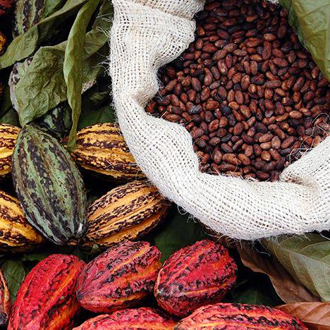 A21's tweet photo. Most cocoa used to produce chocolate involves forced child labor. [BBC] Read more on blog: http://t.co/lnUODTg2SG http://t.co/L6IRgPRWu8