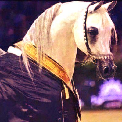 ArbHorses's tweet photo. عطني صباحك وآملك الوقت كله
مافيه غيرك يجعل آلوجهه ضآحك

يااللي سكنت آلقلب وآشفيت عله
يسعد صباحك آسعد آللـه صباحك http://t.co/lyPAiVh5RV