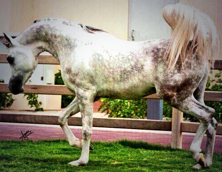 ArbHorses's tweet photo. عطني صباحك وآملك الوقت كله
مافيه غيرك يجعل آلوجهه ضآحك

يااللي سكنت آلقلب وآشفيت عله
يسعد صباحك آسعد آللـه صباحك http://t.co/lyPAiVh5RV