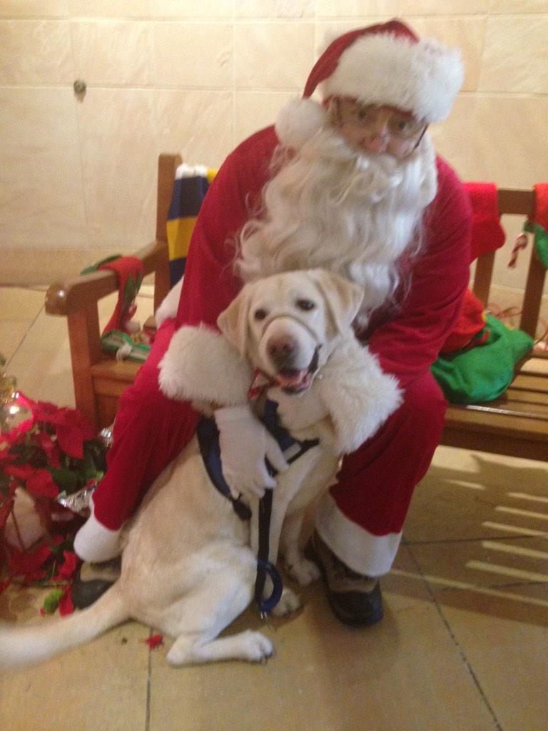 Dear Santa, I have been extra good this year. Love, Tor (service dog extraordinaire) #cciholiday