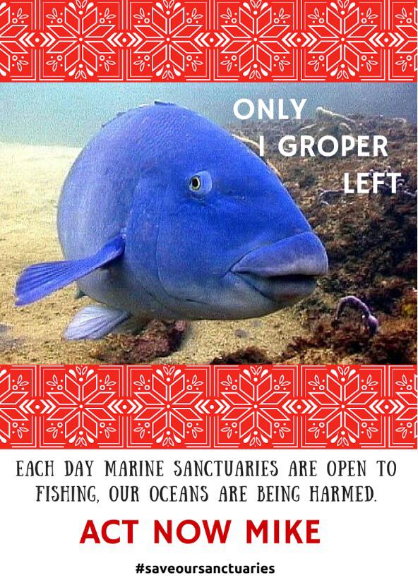 On the first day of christmas, Mike Baird gave to me, unprotected groupers in marine sanctuaries #saveoursanctuaries