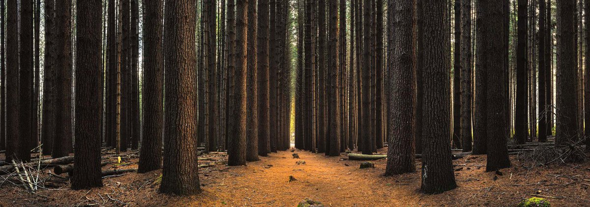 TimothyPoulton's tweet photo. @shutterbunch Sugar Pine Forest with OneOfAKind and Timothy Poulton #oneofakind #timothypoulton #ooak http://t.co/FKX4Jmb9hT