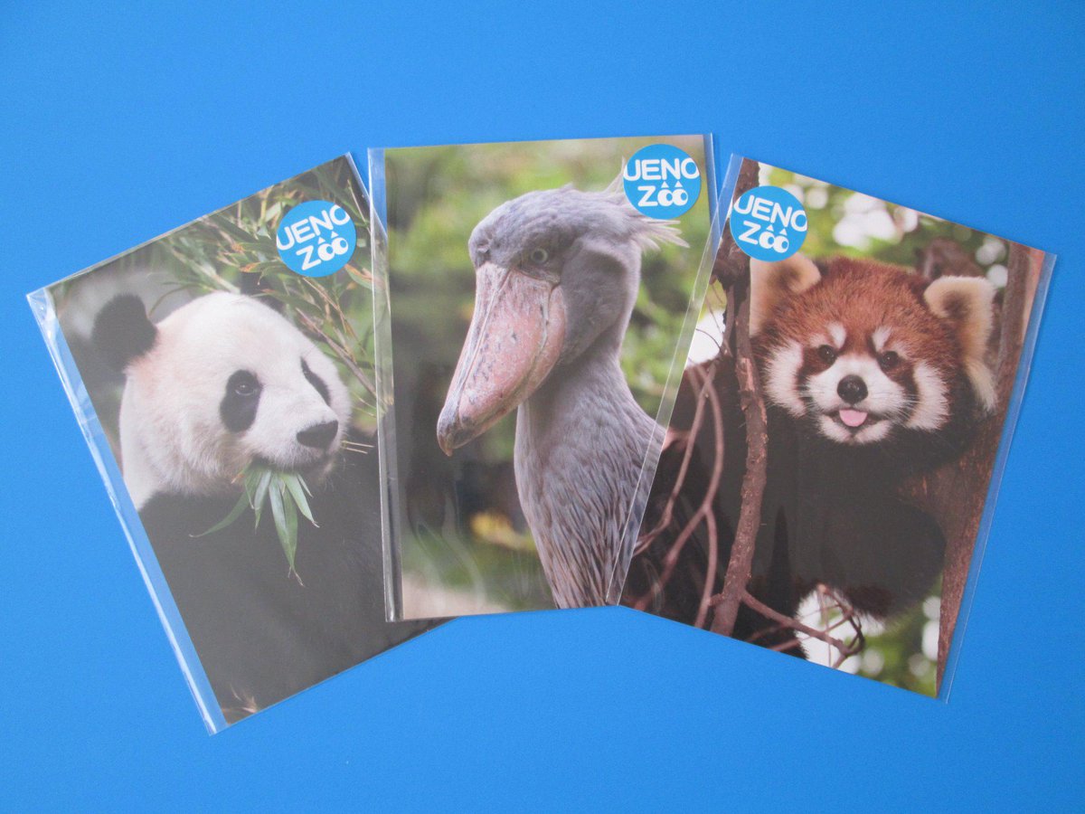 上野動物園 公式 A Twitter ポストカードがリニューアルしました 人気 ベスト3は リーリー アップ ハシビロコウ レッサーパンダ です お気に入りの動物はあるかな Http T Co Obetjchaxy 上野動物園 公式 A Twitter ポストカードがリニューアルしました 人気 ベスト3は リーリー アップ ハシビロコウ レッサーパンダ です お気に入りの動物はあるかな Http T Co Obetjchaxy