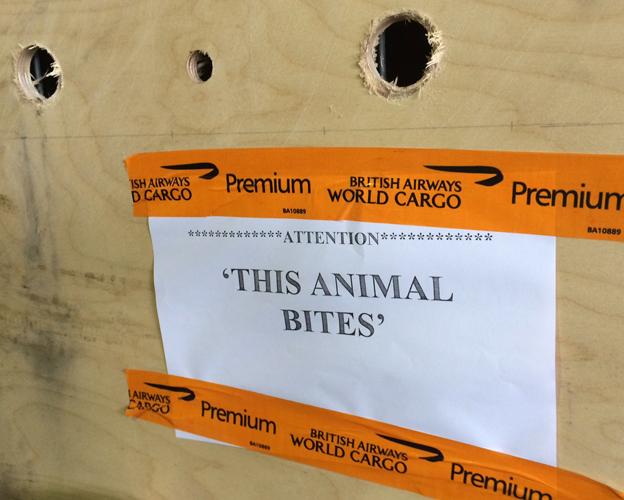 TheWorld's tweet photo. Here's how #Phevos got from a small zoo in Greece to @LnsTgersandBrs in California http://t.co/7Eqi4yKlTe http://t.co/HHFWEjMBvP