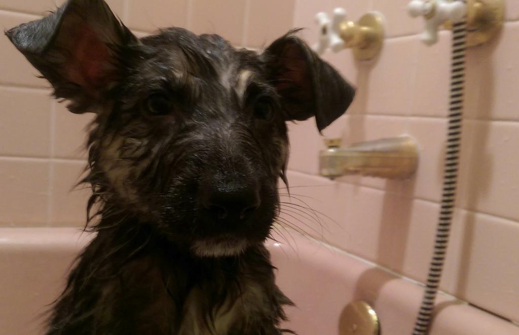 SilvaForMayor's tweet photo. This is how the Mayor spends his Friday nights.....Puppy bath time!.#Stockton http://t.co/NpkUG1lCKt