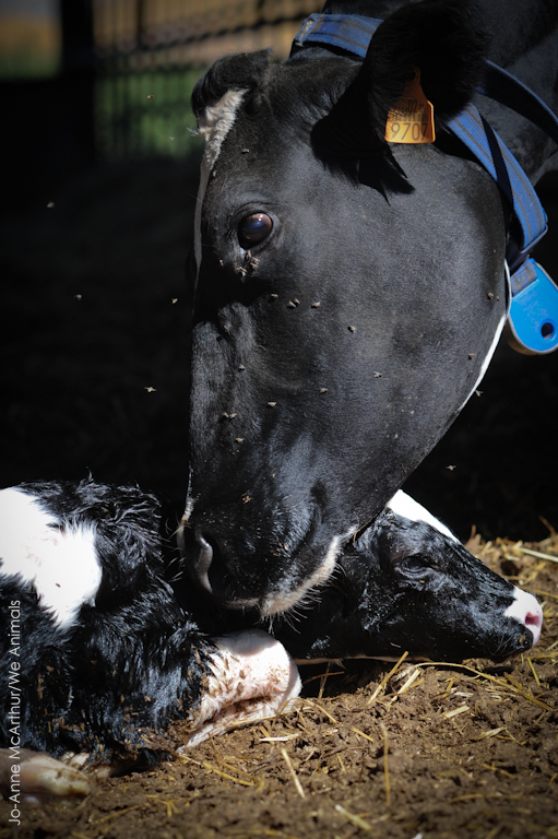 peta's tweet photo. Mother cows on dairy farms cry for HOURS when their babies are taken
💔

RT if u think families should STAY TOGETHER! http://t.co/VzRVr5HOwh