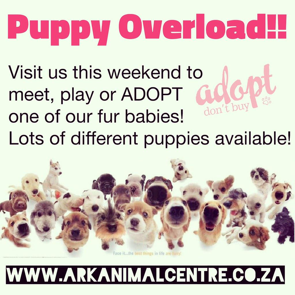 Visit us this weekend or coming week (we are open on Dec 16) if you are wanting to adopt a puppy!