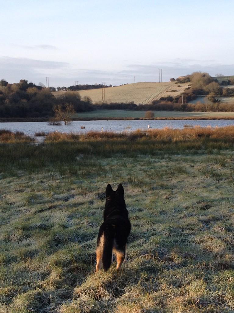 Maya,swans & frost #iwn #meath #3eWeather