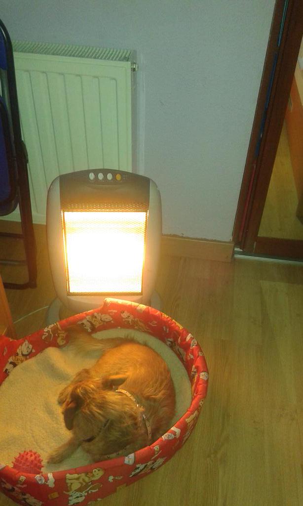10Miriamva's tweet photo. Que toby se apunta a estudiar con nosotras!Esta muy interesado en el proceso del envejecimiento! @fatystrahl jajaj http://t.co/IxM2AMjxV1