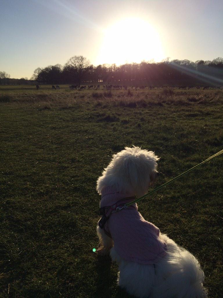 MiluCoton's tweet photo. Enjoying the sunset with the deers at #richmondpark http://t.co/QfZTbrqSGf
