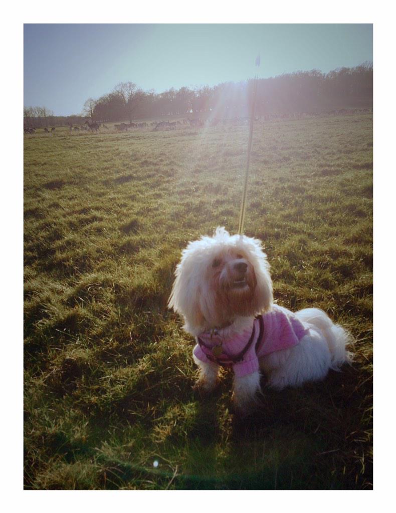 MiluCoton's tweet photo. Enjoying the sunset with the deers at #richmondpark http://t.co/QfZTbrqSGf