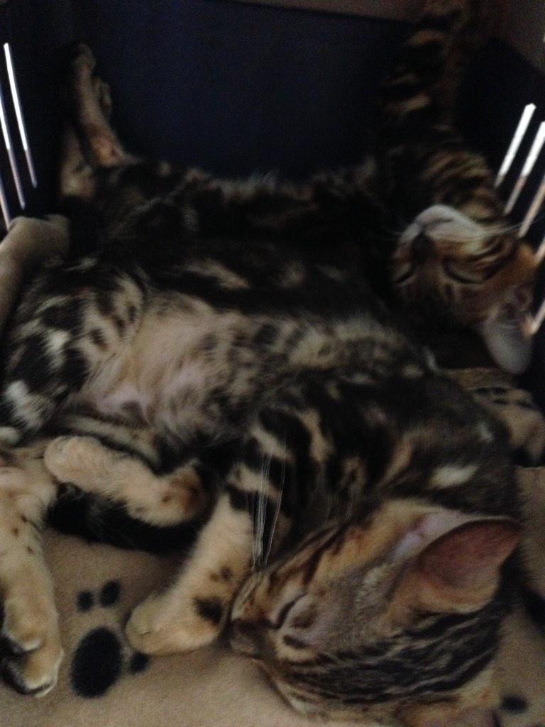 kayla_Prout's tweet photo. My bengal bundals of joy @KalelKitten http://t.co/9jbftnXgEJ
