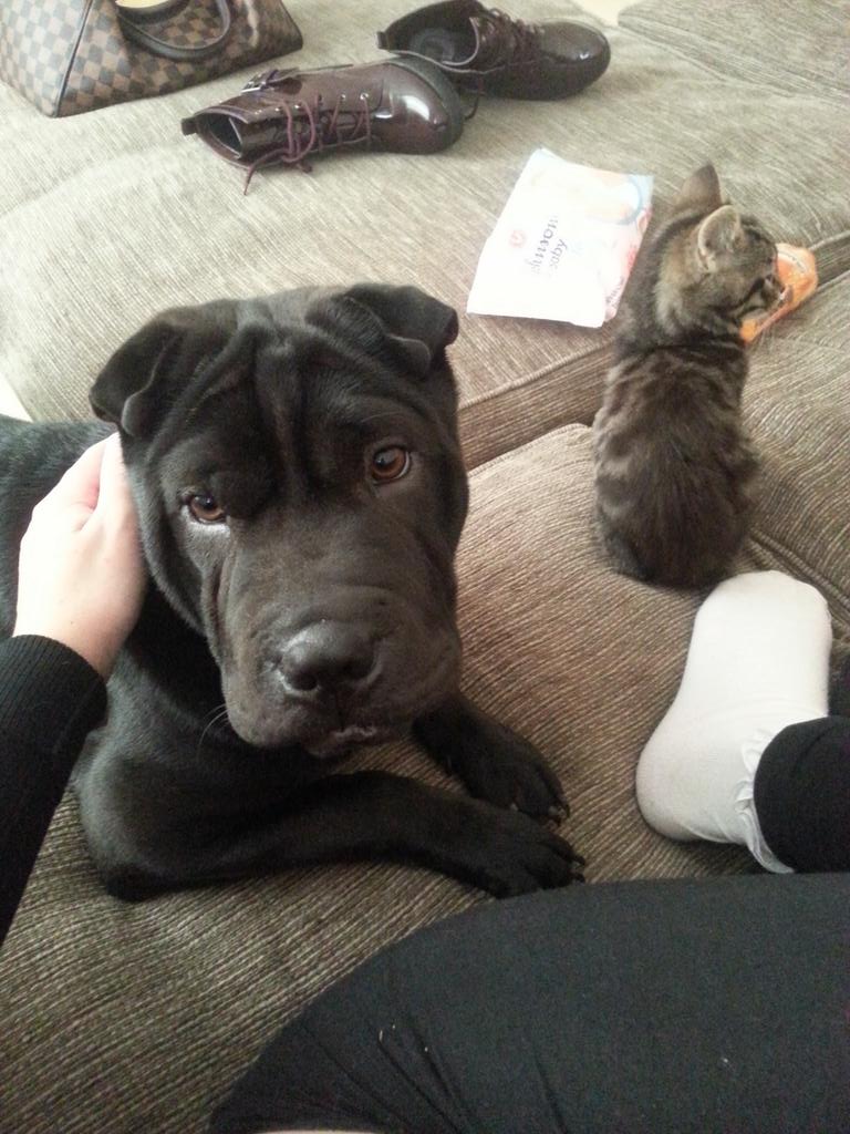 BacsX's tweet photo. @GowersEmilyrose awwww there she is! I just love her! http://t.co/y6px2qT2Sl