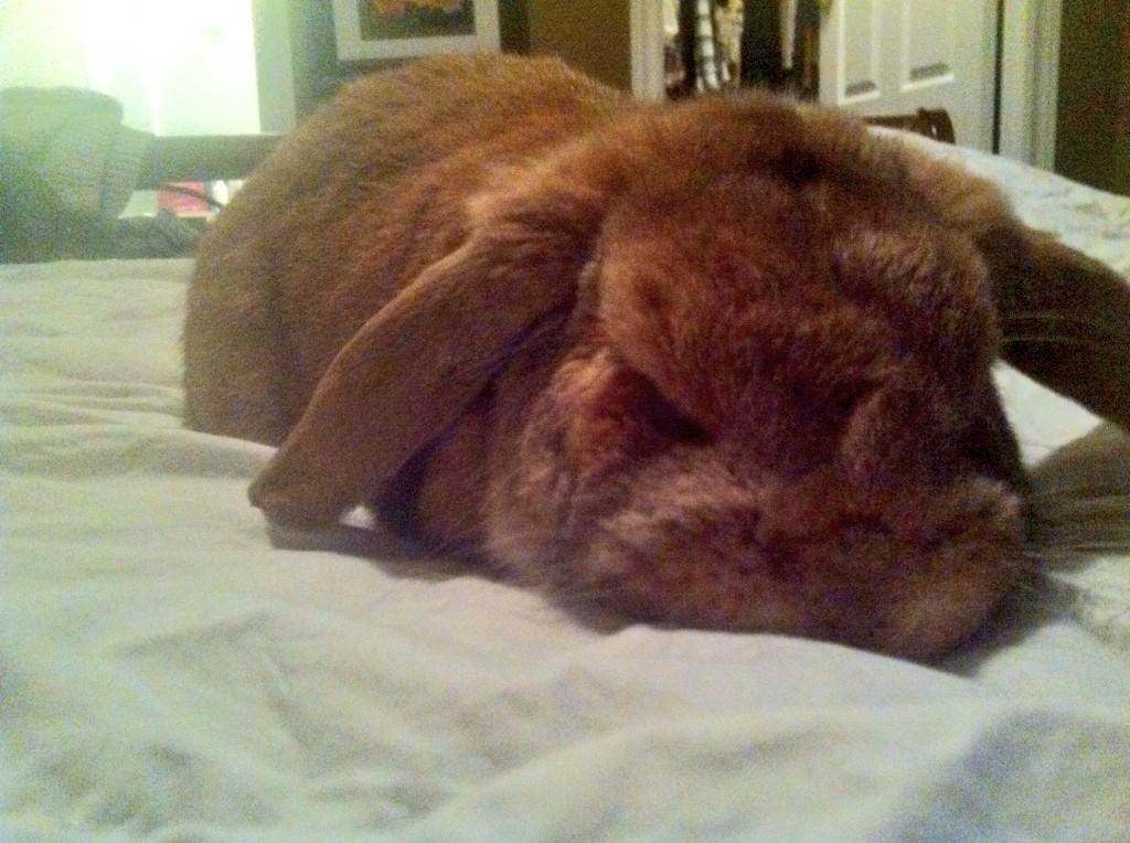 I'd be okay if I lived life as a crazy rabbit lady