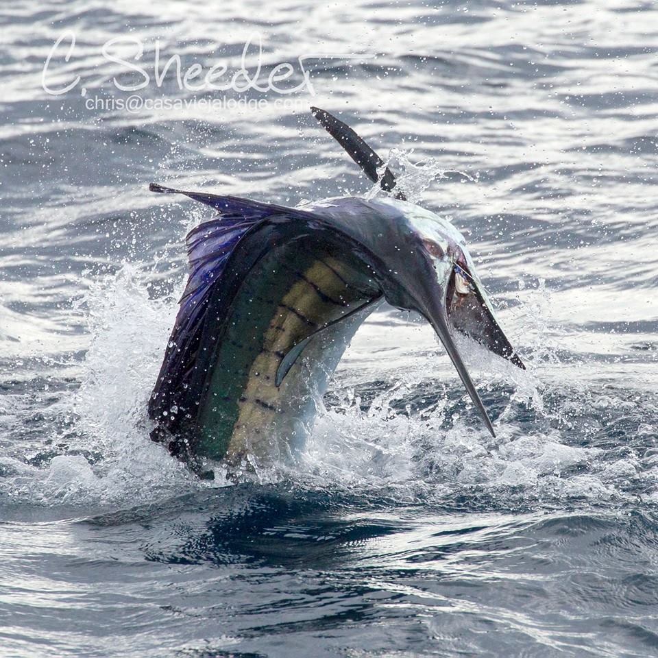 Guatemala - Capt. Chris Sheeder released 7 Sailfish on Fly and had a Blue Marlin up.