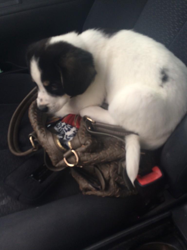CheyanneJester's tweet photo. @_syd_gardner @C_Castleberry we will ❤️ he was getting comfy in my car! Haha http://t.co/HibCqK6NFw