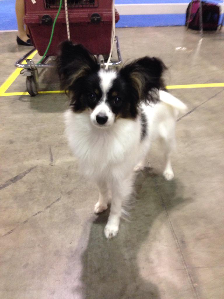 royal canin papillon