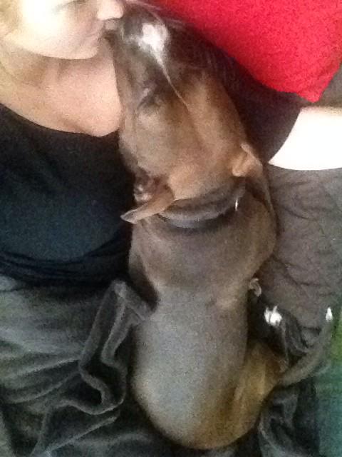 NikkiiNY's tweet photo. Yeah ..Pitbulls are terrible!! LOOK! Mine won't even let me watch tv!!! 😩 #TooMuchLove #CuddleOverload ❤️ http://t.co/a78tblSHPV