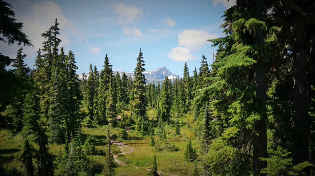 BCPineCO's tweet photo. Got pine on the mind. #Vancouver #bcpine http://t.co/I7TuqTwly4