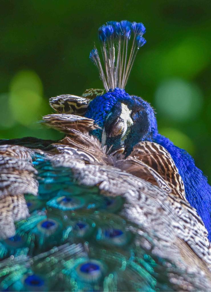 GerhardKornelis's tweet image. 'Heerlijk, zo zonder #Witteman' #pauw..