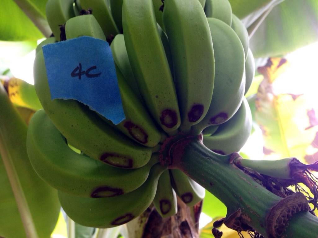 LIFECTAHR's tweet photo. Use of surfactants are important to extend limited pesticide selections in HI. Ruling out those that cause burning. http://t.co/CzsUclohTw