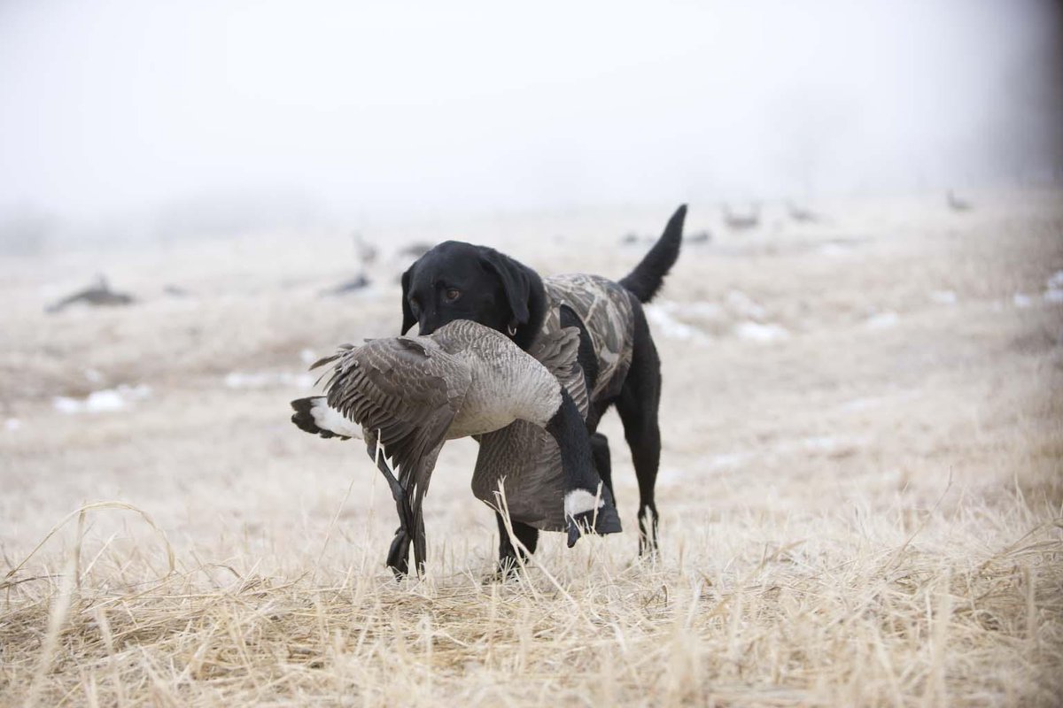 Cabelas's tweet photo. The birds are calling and I must go. http://t.co/bxLJAocvD9