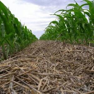 bpagricolas's tweet photo. El rol de la materia organica en la salud de suelo

#AGRICULTURACONSCIENTE

➡http://t.co/k4IcM7ym9T http://t.co/U3JuDcGnMT