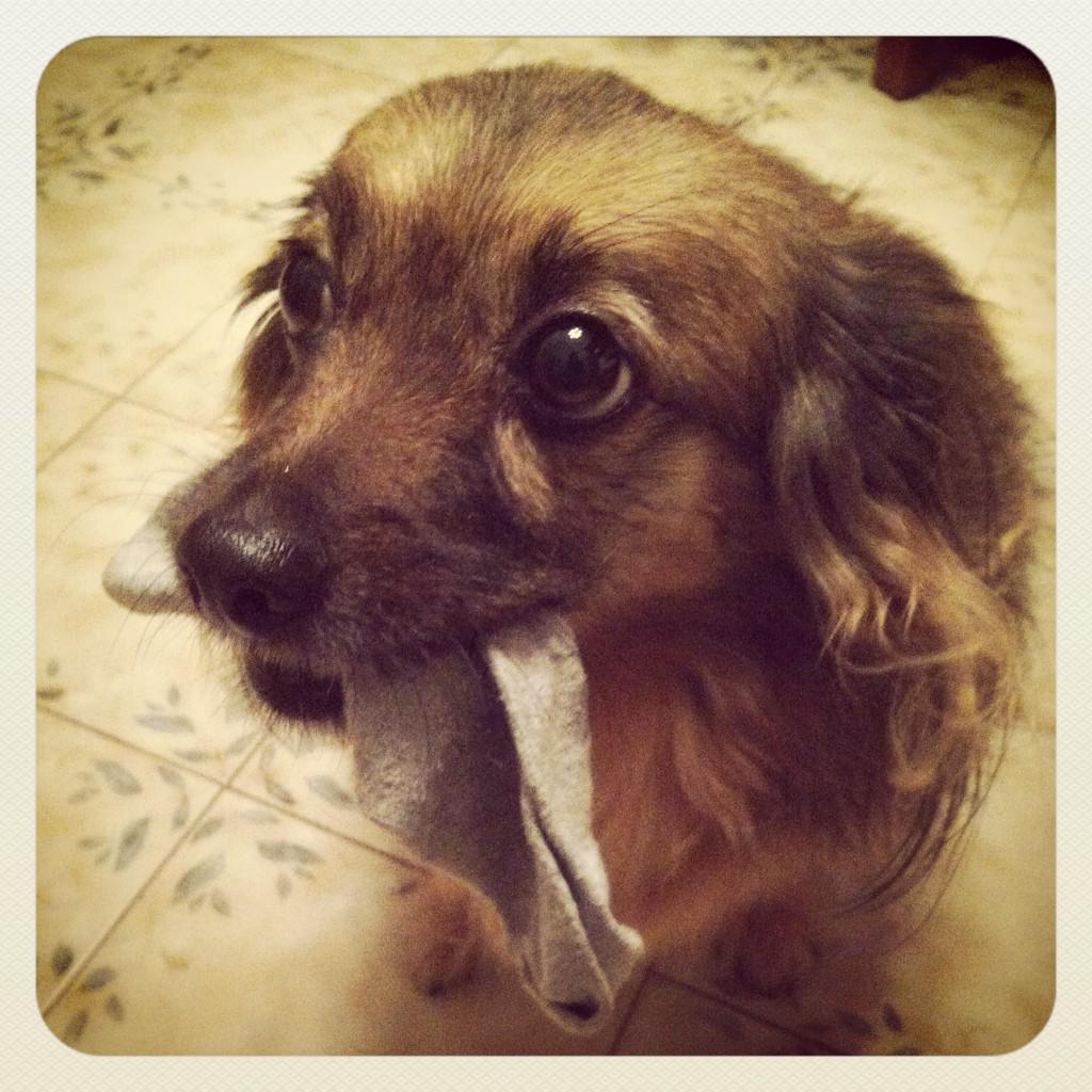 Ready to go to sleep ... sock in my mouth and I'll wait you !!! 🐾