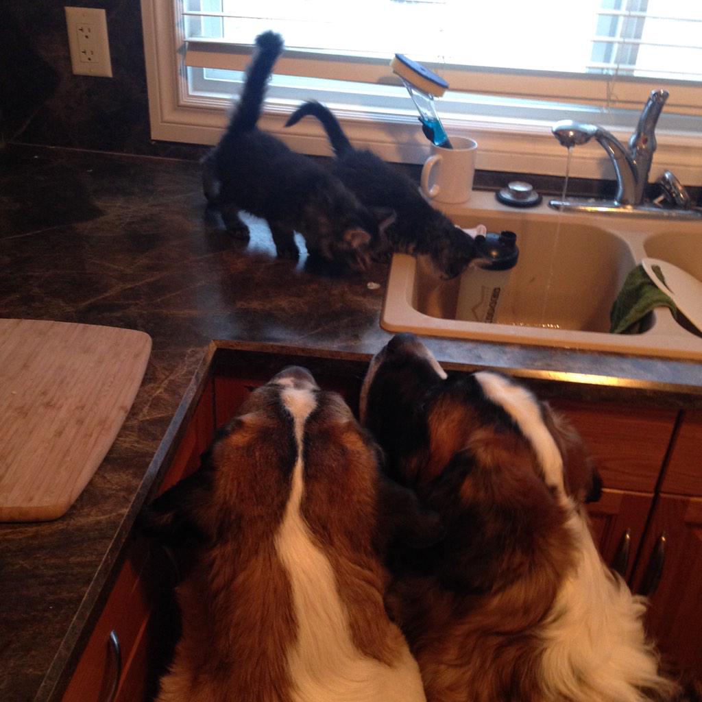 KathryncMac's tweet photo. The pups getting to know our new kitties from the @FMSPCA !! #merrychristmas #thanksdaniel http://t.co/grMEXD47hr