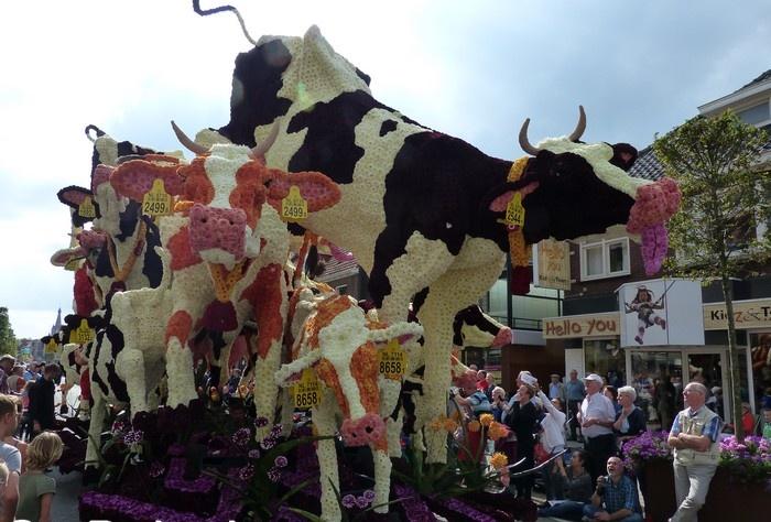 Koeiendans- Dommeldal 2014
Valkenswaard 
Publieksprijs
4e prijs
1245 punten 

(Repost)