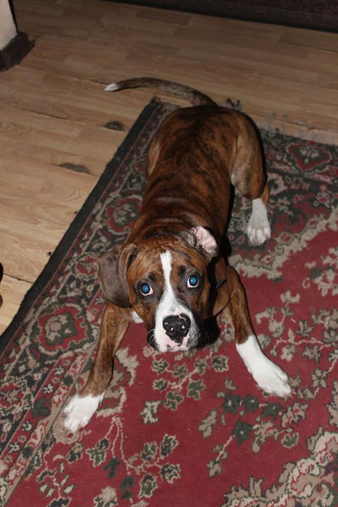 Busco desesperado a mi mascota. Se llama Santino. Se escapó de casa hoy por la tarde sector Los Domínicos-Colón. RT