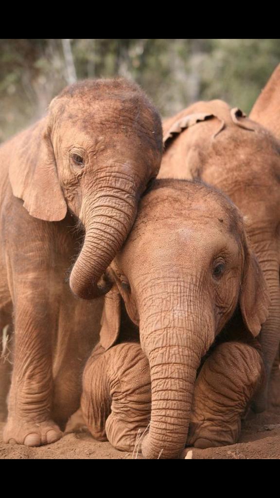 wright__taylor's tweet photo. @toriboehner 🐘 http://t.co/R2Wa2BF9aK