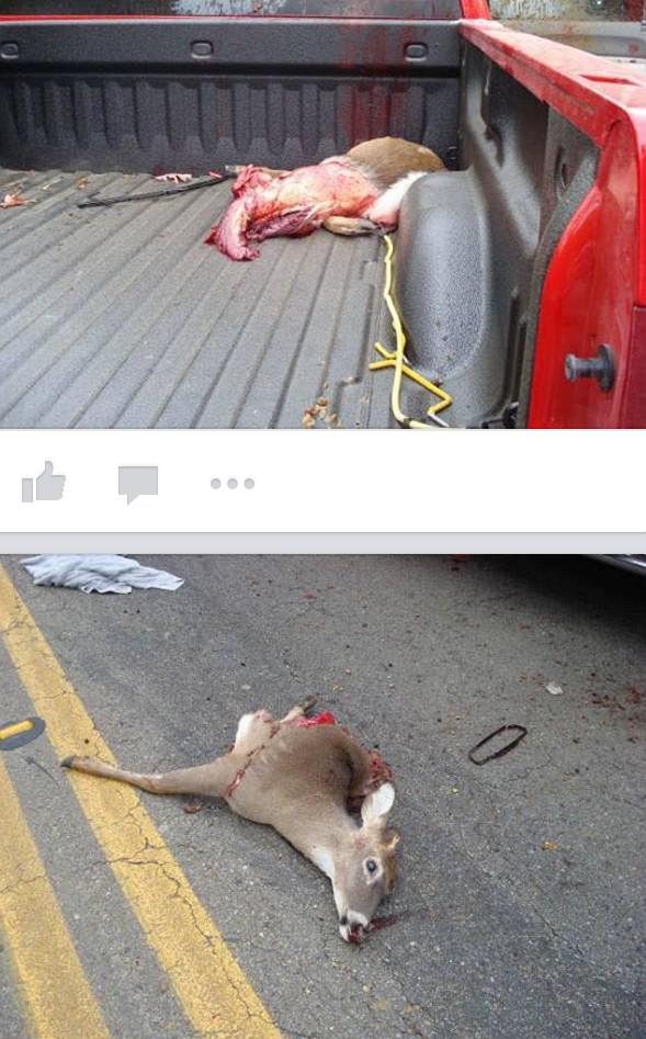 VenaticFanatics's tweet image. On coming car hits a deer in Michigan. Deer flies in the air and lands on top of this new GMC. Everyone was ok! Wow!