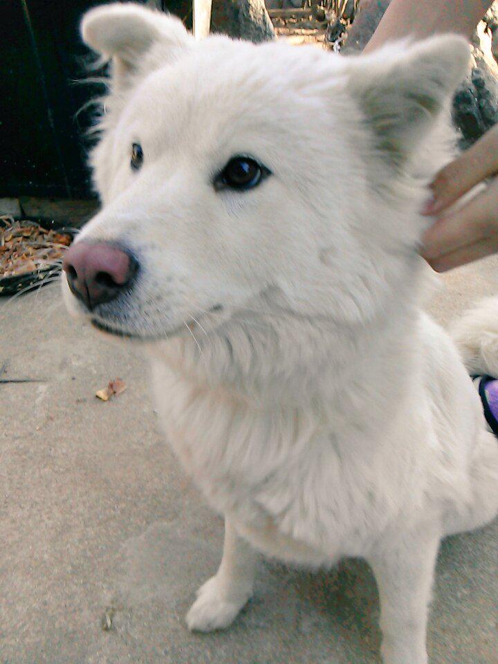 kim namjoon dog twitter trans bts twitter 141214 kim namjoon dog twitter trans bts twitter 141214