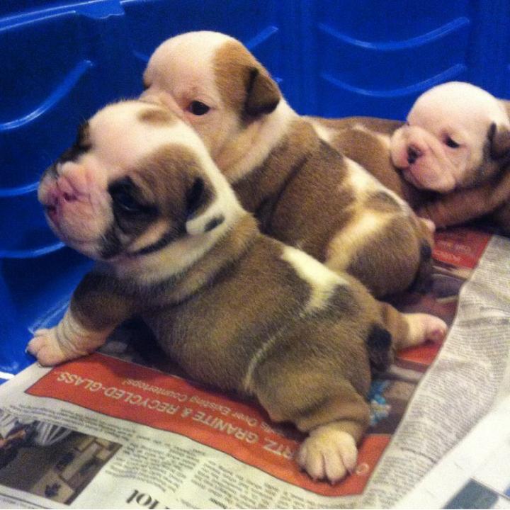 angiethomas78's tweet photo. Someone get me them😭😭😭😭 http://t.co/uIJtwKvILd