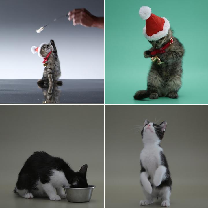 Softbank 新感覚の クリスマス ソング 猫サンタのオフショット写真と共にお楽しみください W Http T Co 8n3xfm26 Softbank Http T Co E1pfplo3zn