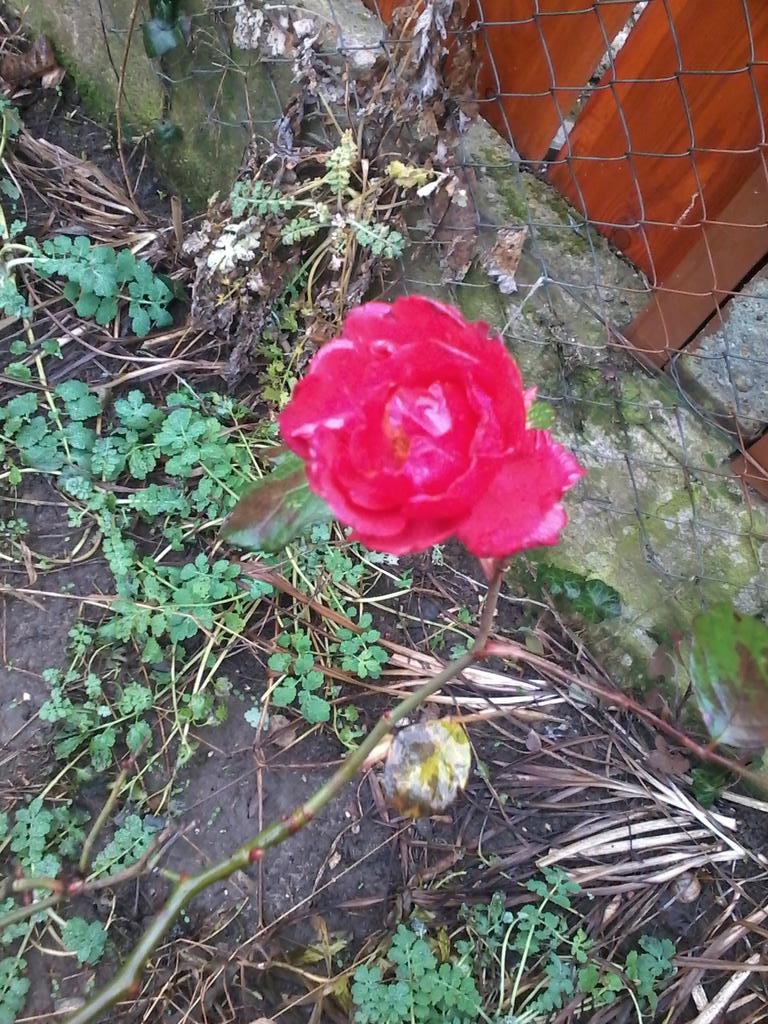 December is 2 degrees open and the rose