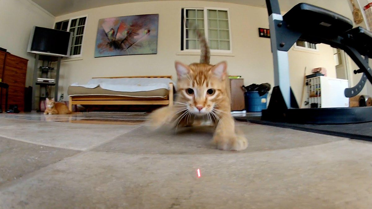Кошка играет указкой. Кот бегает за лазером. Кот играется с лазером. Кот бегает за лазерной указкой. Лазерная указка для кошек.